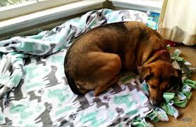 fleece blanket for pets with dog laying on it