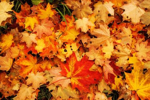 Photograph of fall maple leaves in a pile with a bright red leaf in the middle bottom of the image.