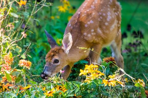 deer eating plants