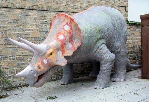 Large, gray , triceratops that has horns and is facing left. Triceratops is grey with a pink red head.