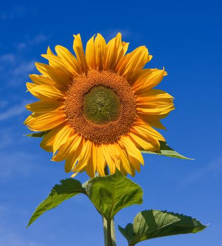 Bright yellow sunflower with a clear blue sky behind it