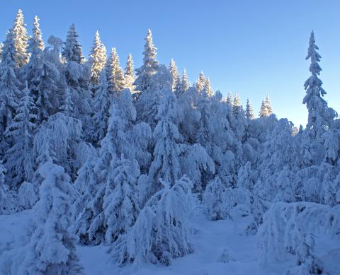 Pine forest covered in snow with a blue sky above