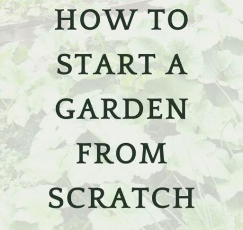 text over plants that reads how to start a garden from scratch