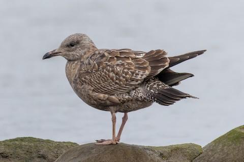 Join us for a guided bird walk at the Piermont Pier in Piermont, NY.