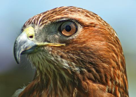 A red hawk from the Tenafly Nature Center