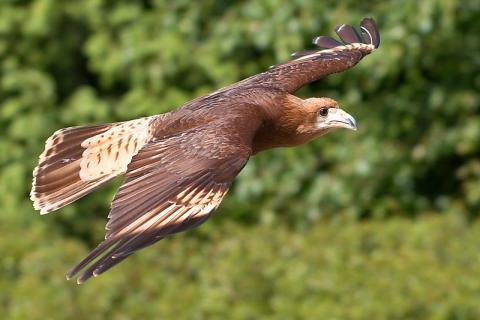 raptor in flight