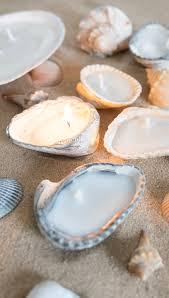 seashells made into candles