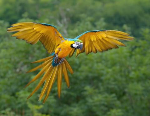 Yellow parrot with its arms outstretched in flight.