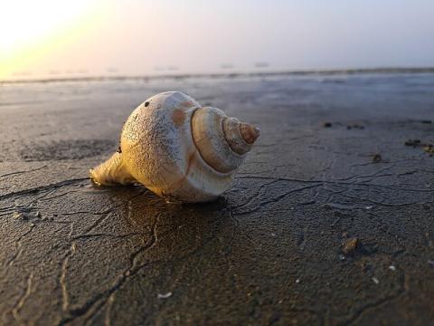 A spiral shell on Kaukata beach in Bengali India