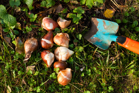 photo of bulbs in the grass with a trowel