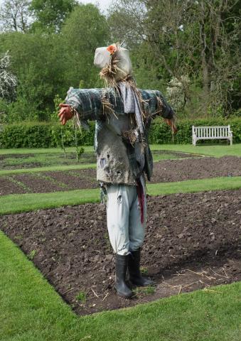 Scarecrow wearing a hat in an urban garden plot.