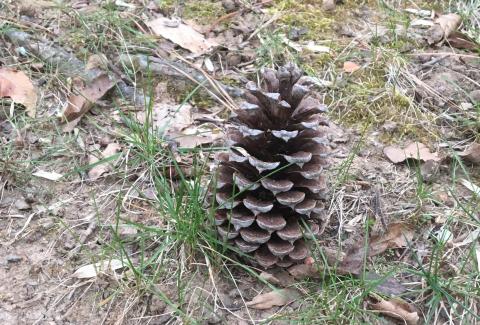 Pinecone on ground