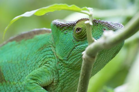 Green Chameleon on a green branch with bright green leaves behind it.