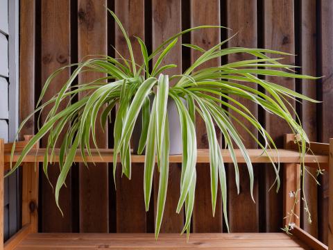 Spider plant on wooden platform