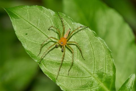 Orange spider on a green leaf