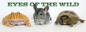 eyes of the wild with a frog, chinchilla, and turtle underneath