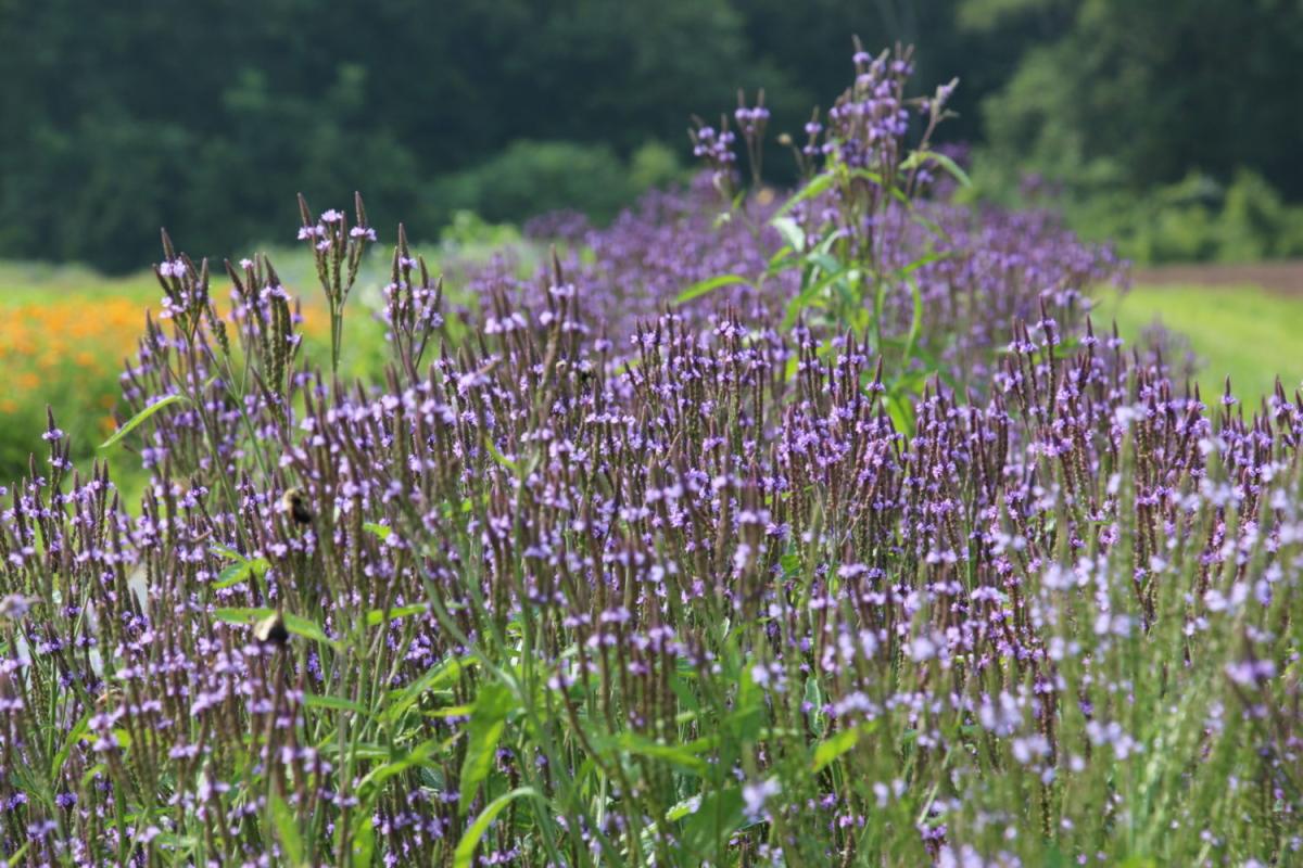 purple wildflowers