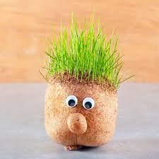 soil in stocking with googly eyes and grass hair