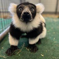 lemur