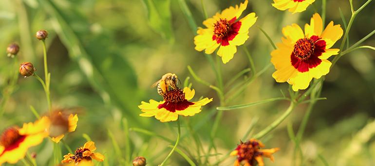 Bees on flowers