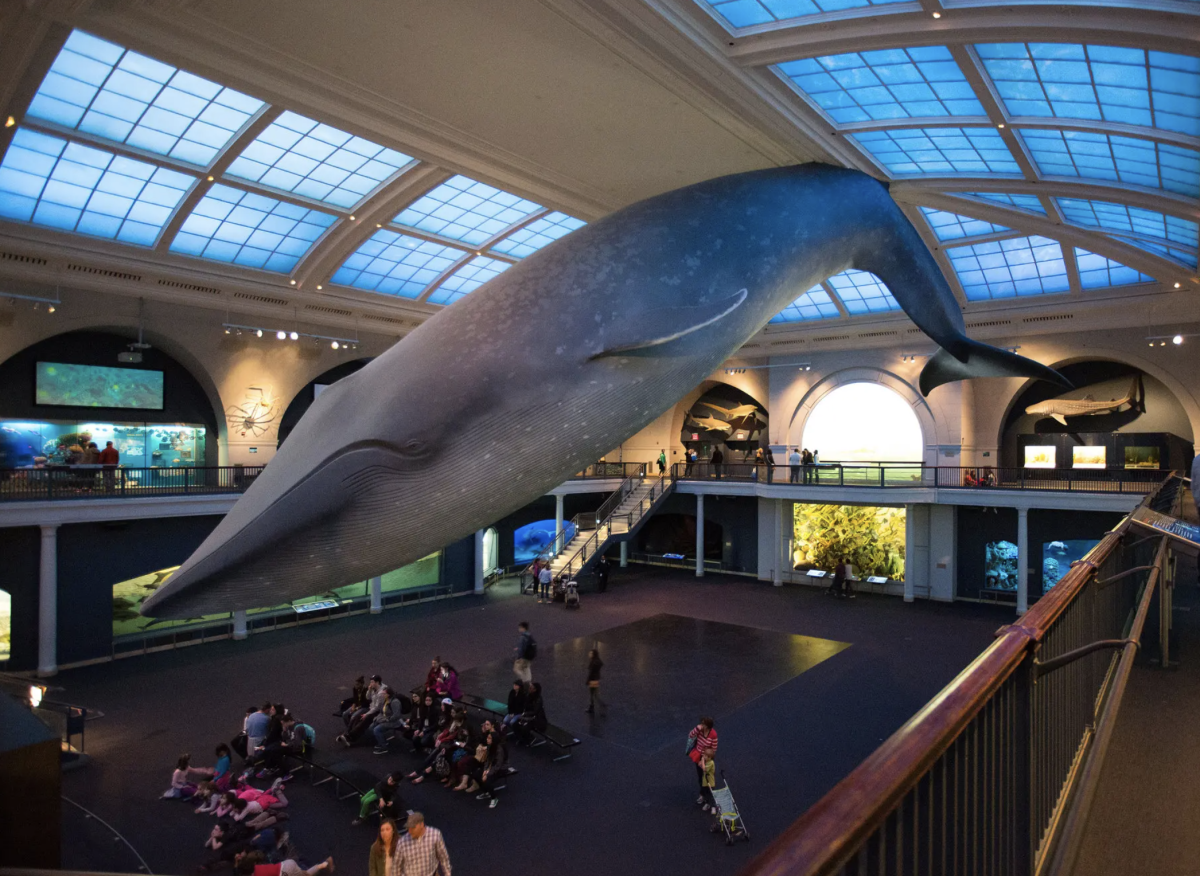 AMNH Whale Room