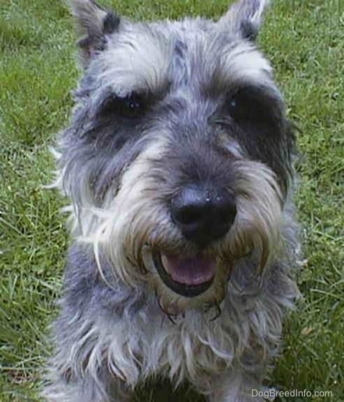 schnauzer