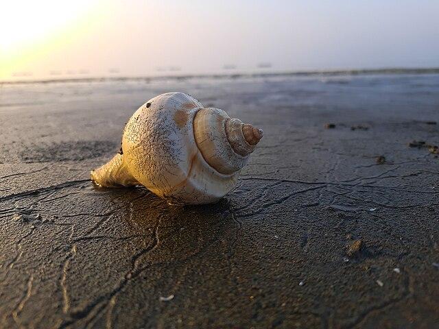 A spiral shell on Kaukata beach in Bengali India