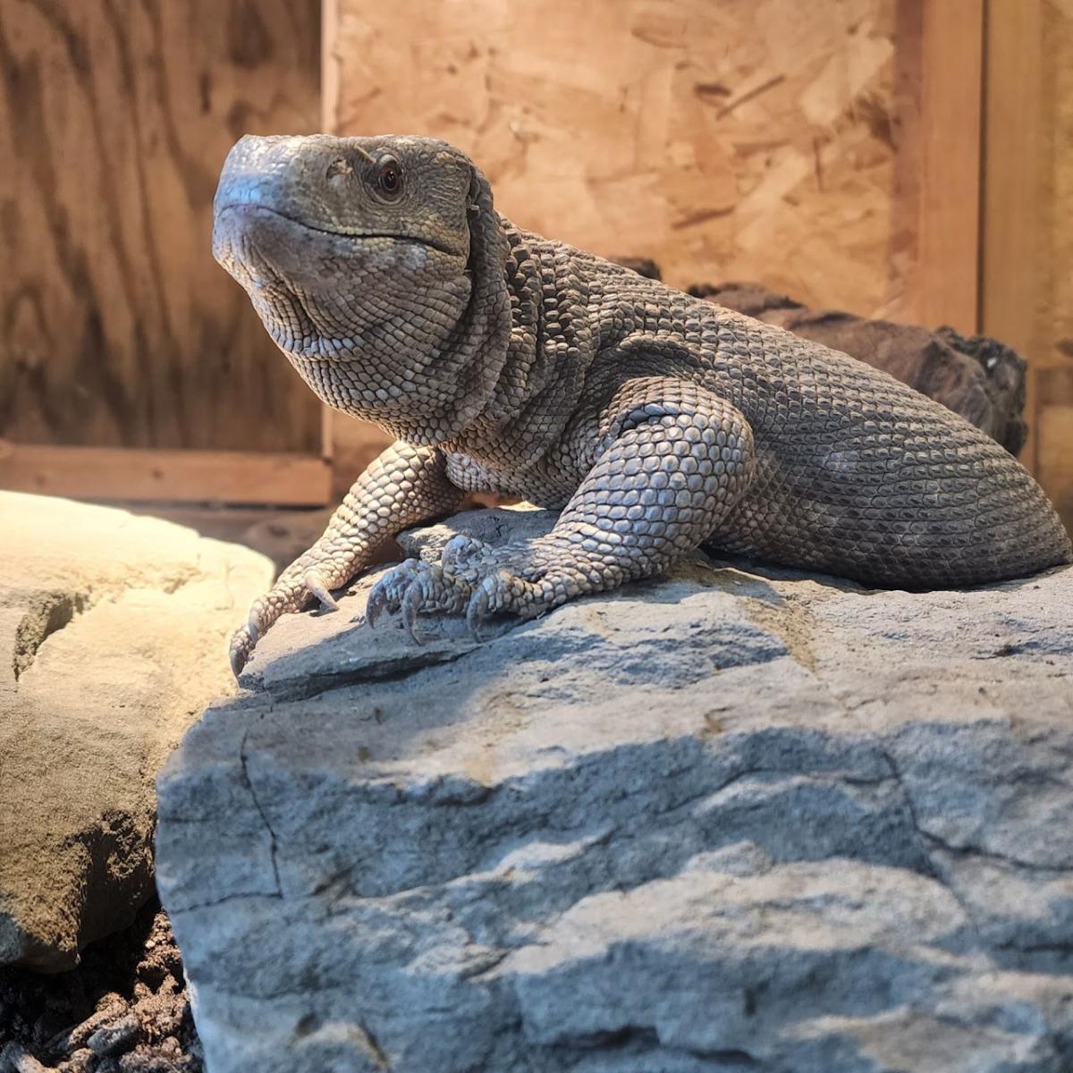 reptile on a rock