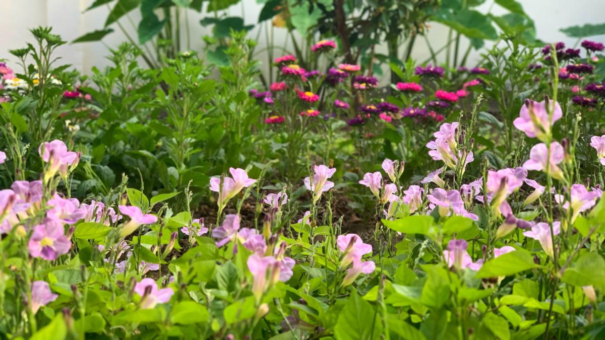 Light pink flowers in the foreground with dark pink flowers in the background.