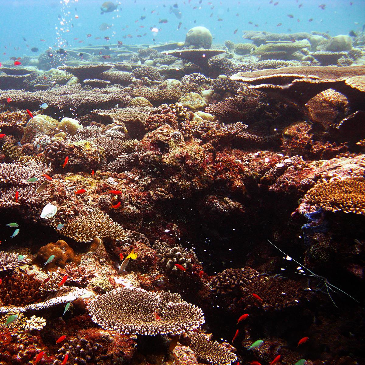 Dark brown coral with white fish swimming by. 