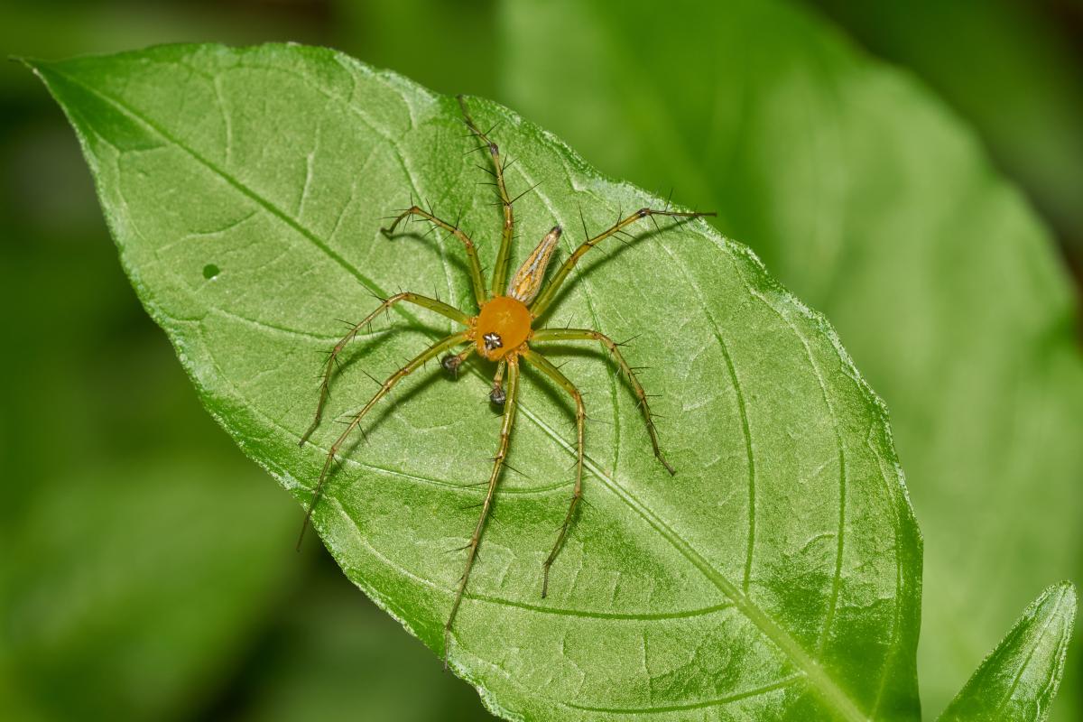 Orange spider on a green leaf